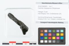 Foto (Objekt + Etikett) von Caulinites sheppeyensis Ettingshausen (NHMW-GEO-2024-0188-8993)